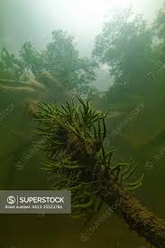 Attēlu rezultāti vaicājumam “Spongilla lacustris”