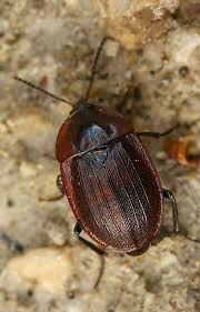 Attēlu rezultāti vaicājumam “Phosphuga atrata”