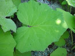 Attēlu rezultāti vaicājumam “Tussilago farfara”