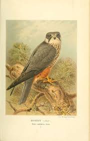 Attēlu rezultāti vaicājumam “Falco subbuteo adult”