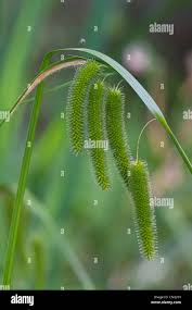 Attēlu rezultāti vaicājumam “Carex pseudocyperus”