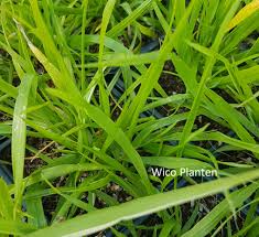 Attēlu rezultāti vaicājumam “Festuca gigantea”