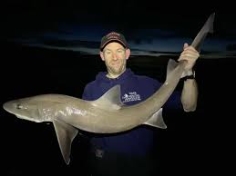 Image result for Mustelus asterias