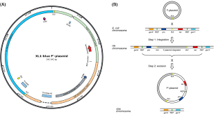 Image result for    f B E K K