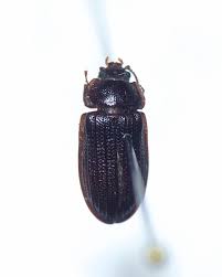 Attēlu rezultāti vaicājumam “Grynocharis oblonga”