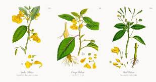 Attēlu rezultāti vaicājumam “Impatiens noli-tangere flower”