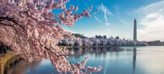 Image result for "cherry blossom" washington