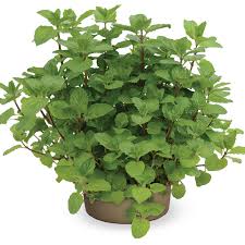 Attēlu rezultāti vaicājumam “Mentha x verticillata leaf”