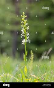 Attēlu rezultāti vaicājumam “Platanthera chlorantha flower”