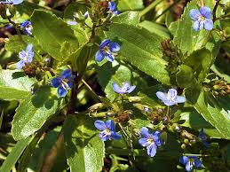 Attēlu rezultāti vaicājumam “Veronica beccabunga bud”