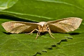 Attēlu rezultāti vaicājumam “Plagodis pulveraria”