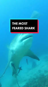 Image result for Selby Tiger Sharks Swimming Club