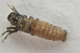 Attēlu rezultāti vaicājumam “Chaetopteryx villosa”