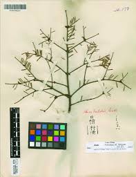 Attēlu rezultāti vaicājumam “Abies veitchii”