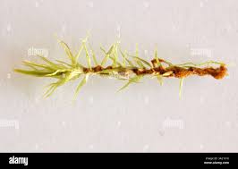 Attēlu rezultāti vaicājumam “Dicranum bonjeanii”