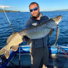 Image result for Coregonus oxyrinchus