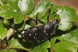 Attēlu rezultāti vaicājumam “Gnorimus variabilis”