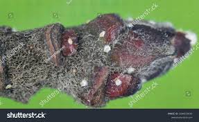 Attēlu rezultāti vaicājumam “Lepidosaphes ulmi”