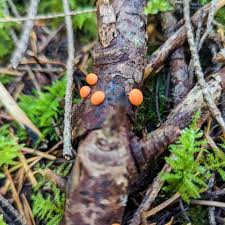 Attēlu rezultāti vaicājumam “Lycogala confusum young”