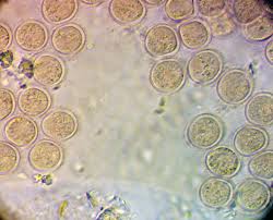 Attēlu rezultāti vaicājumam “Enteridium variabile”