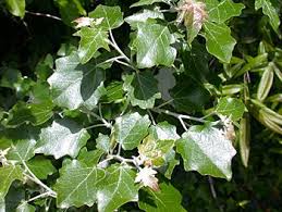 Attēlu rezultāti vaicājumam “Populus x jackii”