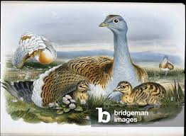 Image result for Otis tarda