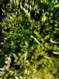 Attēlu rezultāti vaicājumam “Homalothecium sericeum”