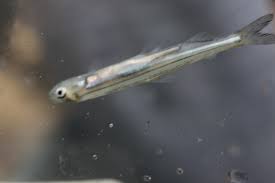 Image result for Osmerus mordax