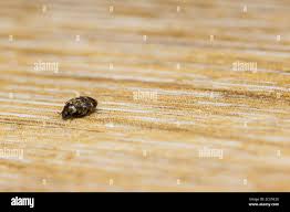 Attēlu rezultāti vaicājumam “Anthrenus sp. imago”