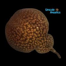 Image result for Torpedo marmorata