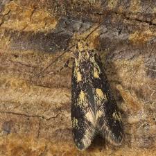 Attēlu rezultāti vaicājumam “Denisia similella”