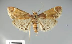 Attēlu rezultāti vaicājumam “Pyralis farinalis”