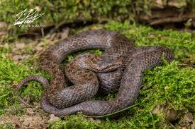 Attēlu rezultāti vaicājumam “Coronella austriaca adult”