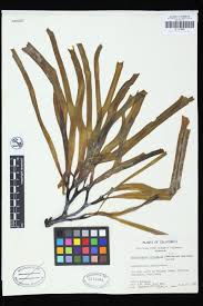 Attēlu rezultāti vaicājumam “Leskea polycarpa sporophyte”