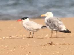 Attēlu rezultāti vaicājumam “Hydroprogne caspia”