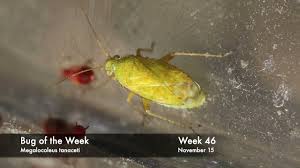 Attēlu rezultāti vaicājumam “Closterotomus biclavatus nymph”