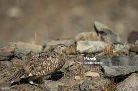 Attēlu rezultāti vaicājumam “Lagopus lagopus female”