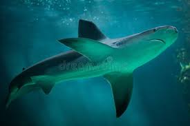 Image result for Carcharhinus plumbeus
