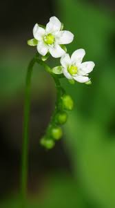 Attēlu rezultāti vaicājumam “Drosera rotundifolia flower”