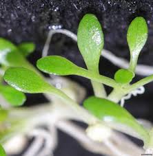 Attēlu rezultāti vaicājumam “Elatine hydropiper leaf”