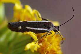 Attēlu rezultāti vaicājumam “Scythrididae”