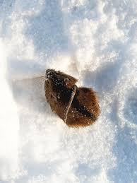 Attēlu rezultāti vaicājumam “Sicista betulina”