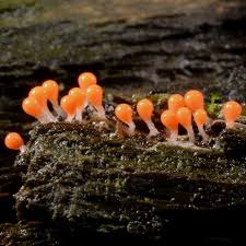 Attēlu rezultāti vaicājumam “Hemitrichia decipiens”