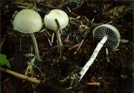 Attēlu rezultāti vaicājumam “Protostropharia alcis”