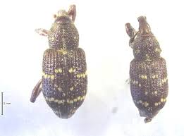 Attēlu rezultāti vaicājumam “Hylobius pinastri”