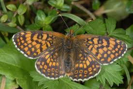 Attēlu rezultāti vaicājumam “Melitaea cinxia”