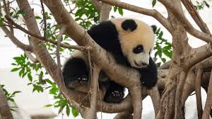 Image result for pandas