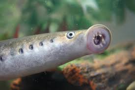 Image result for Lampetra fluviatilis