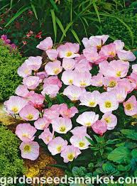 Image result for Nachtkerze