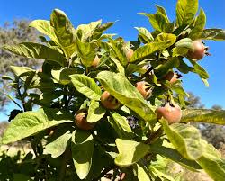Attēlu rezultāti vaicājumam “Mespilus germanica leaf”